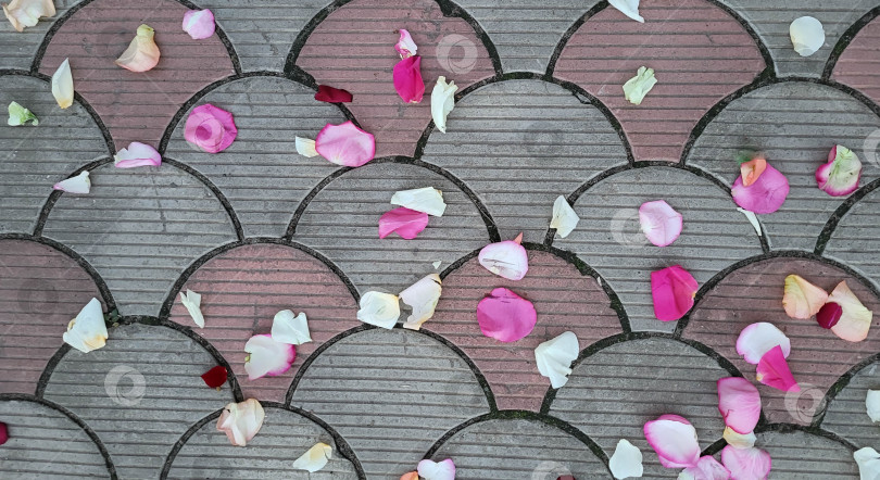 Скачать Разноцветные лепестки роз на асфальте. Красные, розовые, белые лепестки под твоими ногами фотосток Ozero