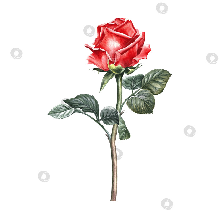 Скачать Красная цветущая роза со стеблем и листьями. Рисованная акварельная иллюстрация. Элемент дизайна цветочной открытки, приглашения на свадьбу. Для упаковки и этикеток, плакатов и листовок, принтов, баннеров фотосток Ozero