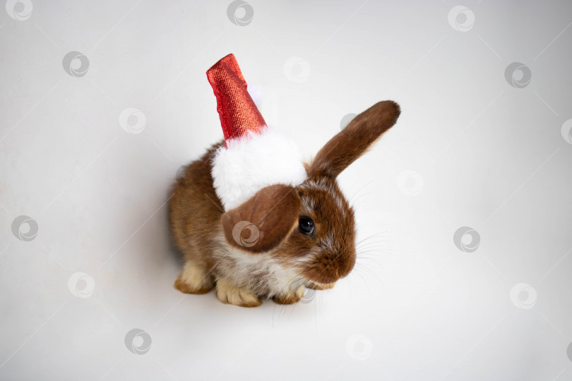 Скачать Милый маленький кролик в шляпе Санты сидит на белом фоне. Концепция нового года, Пасхи. 2023 год черного водяного кролика фотосток Ozero