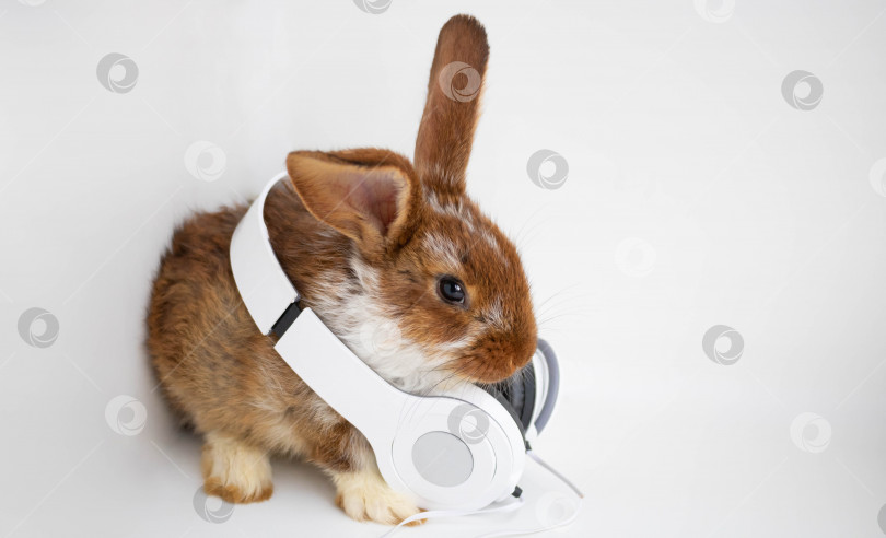 Скачать Красно-коричневый кролик в белых наушниках сидит на белом фоне. фотосток Ozero