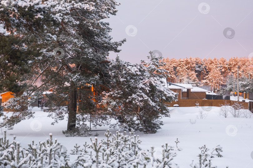 Скачать Деревенский дом зимой покрыт снегом среди сосен. Зимний пейзаж фотосток Ozero