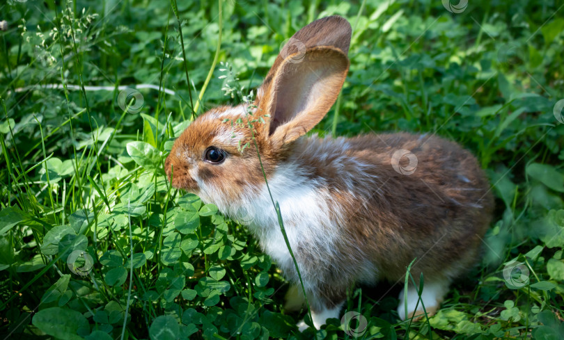 Скачать Красный кролик сидит на зеленой клеверной лужайке. Концепция Пасхи, Нового года, животноводства фотосток Ozero