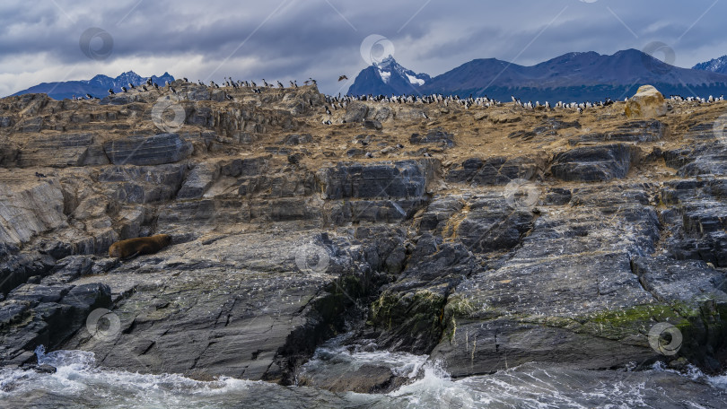 Скачать Множество бакланов поселилось на скалистом острове в проливе Бигл. фотосток Ozero