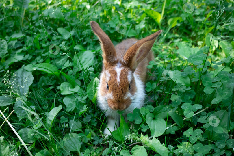 Скачать Красный кролик сидит на зеленой клеверной лужайке. Концепция Пасхи, Нового года, животноводства фотосток Ozero