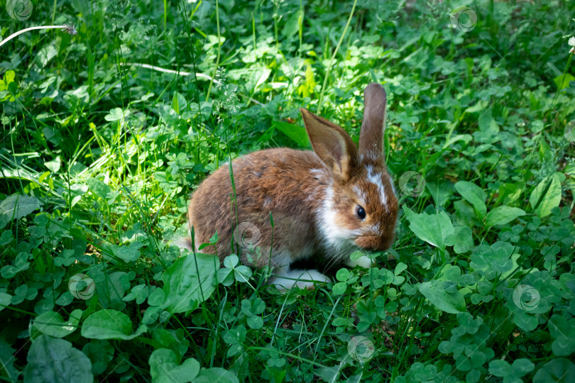 Скачать Рыжий кролик сидит на зеленой клеверной лужайке. Концепция Пасхи, Нового года, животноводства фотосток Ozero