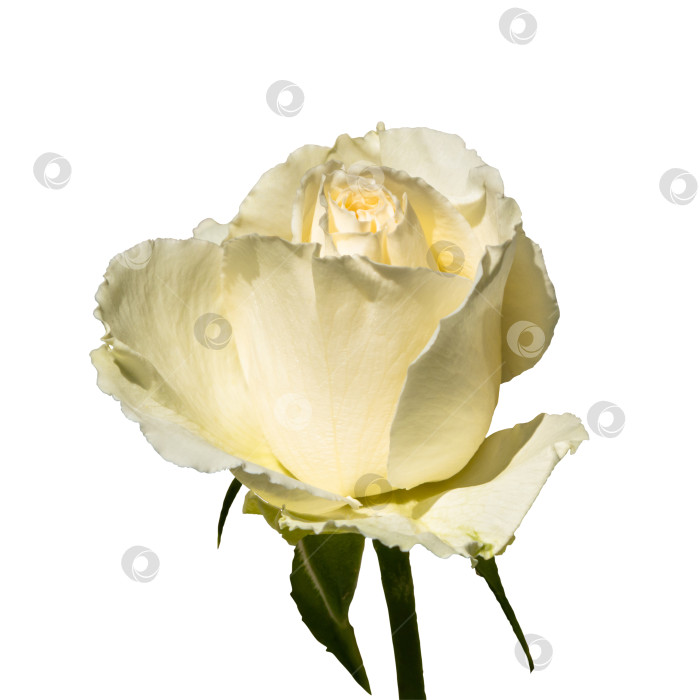 Скачать Бутон цветущей белой розы, выделенный на белом фоне фотосток Ozero