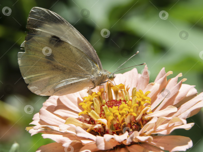 Скачать Белая бабочка на розовом цветке в зеленом саду фотосток Ozero