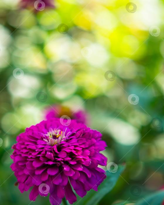 Скачать Яркий пурпурно-сиреневый цветок циннии, снятый сбоку в солнечном саду. Крупный план цветущей цинии на размытом естественном зеленом фоне с эффектом боке. Элегантные цветы в летнем саду фотосток Ozero