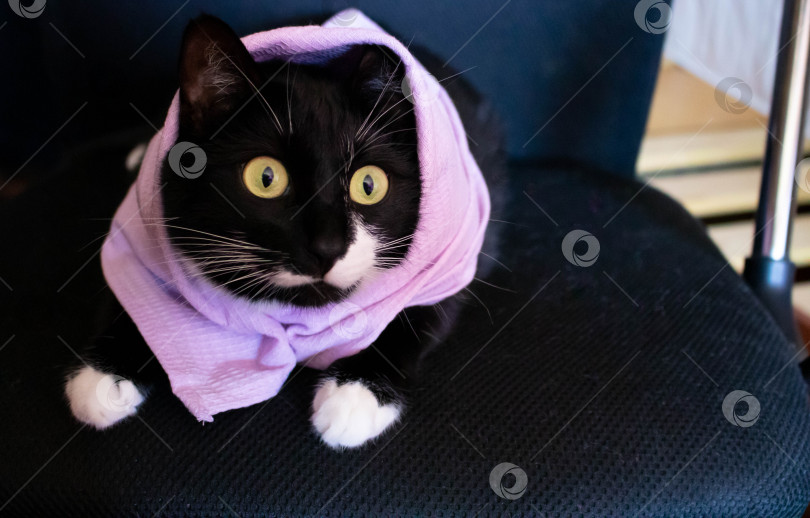 Скачать Черный кот в сиреневом шарфе на Хэллоуин. лежа в компьютерном кресле фотосток Ozero