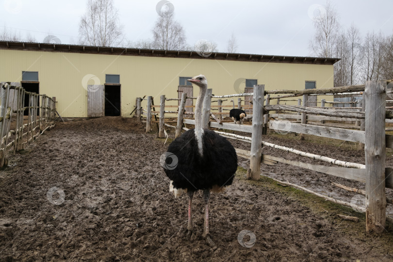 Скачать страусиная ферма фотосток Ozero