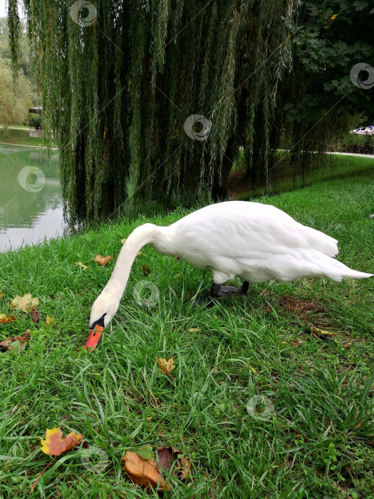 Скачать Осенний фон с белым лебедем фотосток Ozero