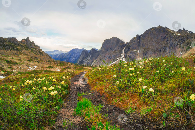 Скачать Удивительный туманный летний пейзаж с зеленой и цветочной долиной и фотосток Ozero