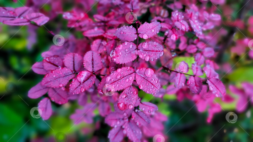 Скачать Шиповник с малиновой осенней листвой и каплями дождя. Да здравствует Пурпурный цвет. фотосток Ozero