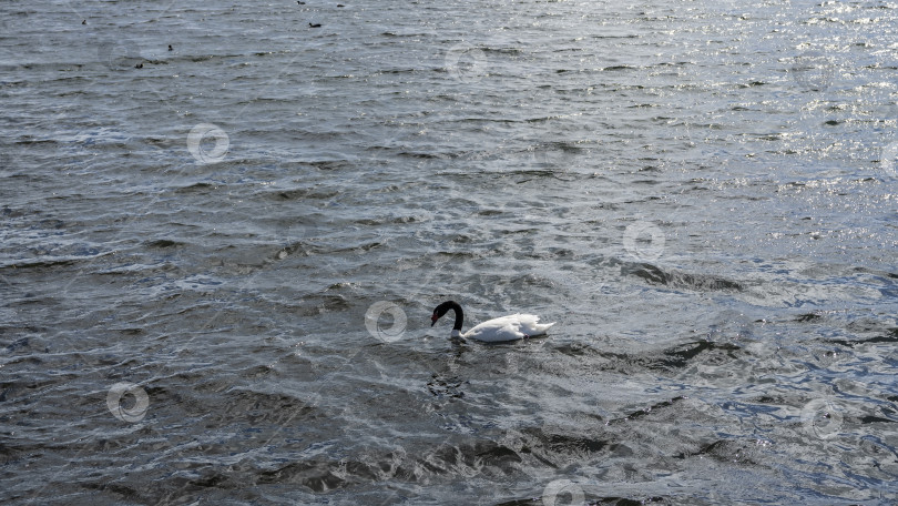 Скачать В озере плавает красивый лебедь с черной шеей Cygnus melancoryphus. фотосток Ozero