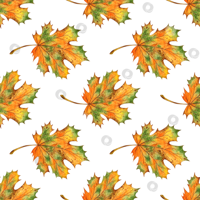 Скачать Узор желтые осенние кленовые листья акварелью фотосток Ozero
