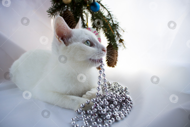 Скачать Белый милый игривый кот лежит на белом фоне, играя с рождественскими игрушками из бисера фотосток Ozero