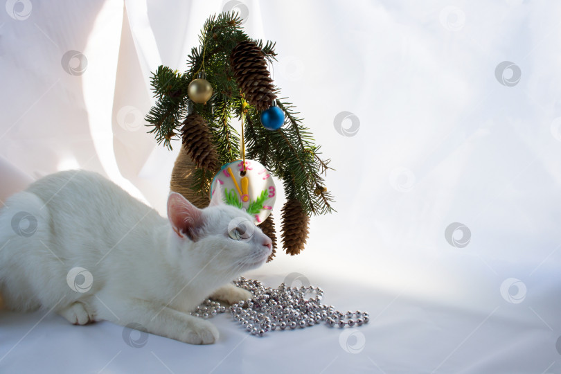 Скачать Белый милый игривый кот лежит на белом фоне, играя с рождественскими игрушками из бисера фотосток Ozero