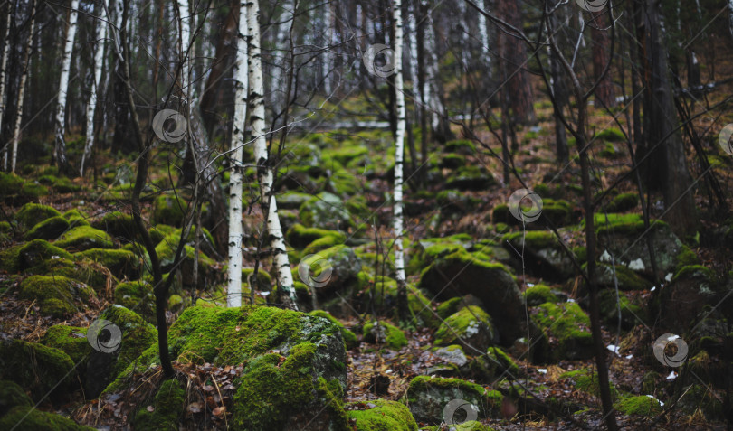 Скачать Осенний лес. Камни, покрытые зелёным мхом фотосток Ozero