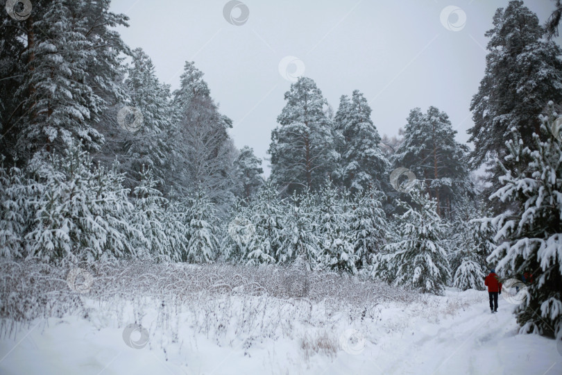 Скачать Еловый лес в снежных сугробах фотосток Ozero