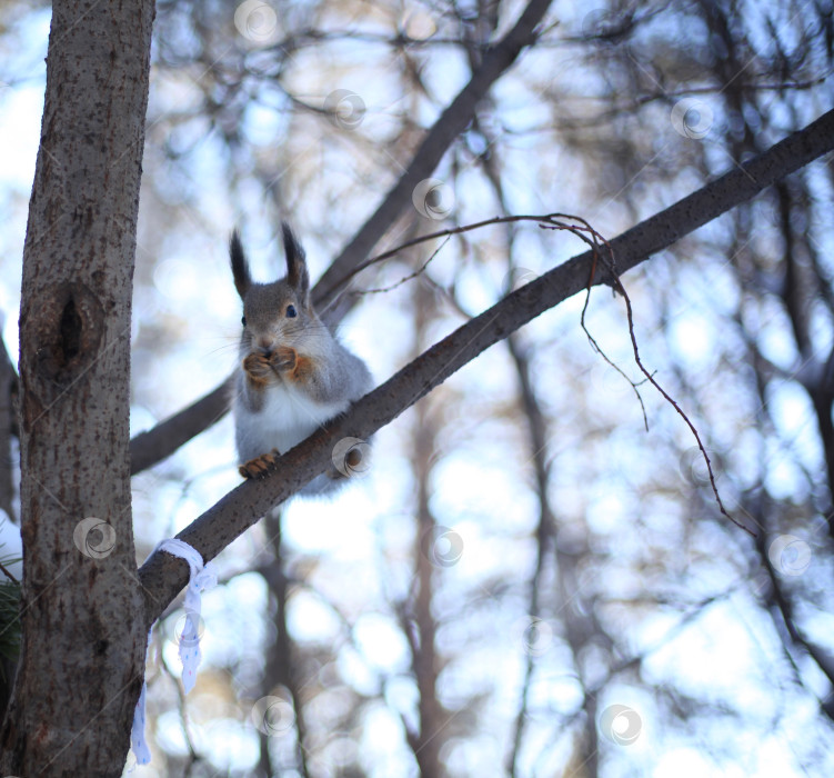Скачать Белка в зимнем лесу фотосток Ozero