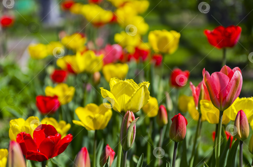 Скачать Красные и желтые тюльпаны на клумбе в саду. фотосток Ozero