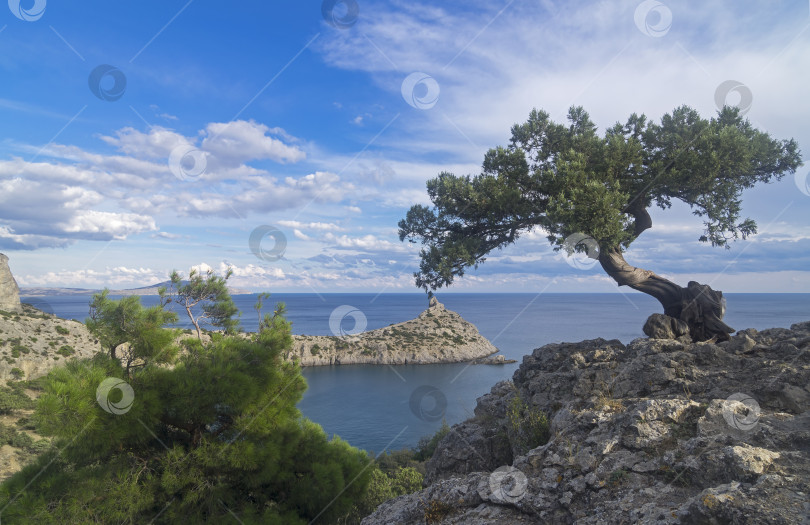 Скачать Реликтовое можжевеловое дерево на утесе над морем. Крым. фотосток Ozero