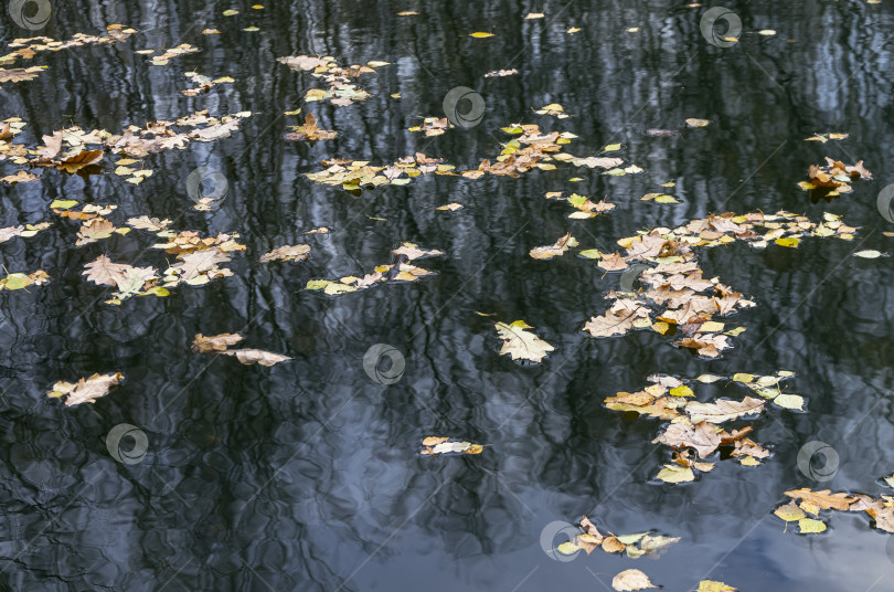 Скачать Опавшие листья на поверхности пруда. фотосток Ozero