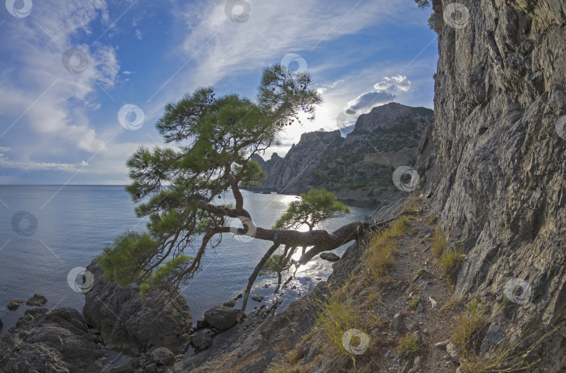 Скачать Реликтовая сосна на крутом морском берегу. Крым. фотосток Ozero