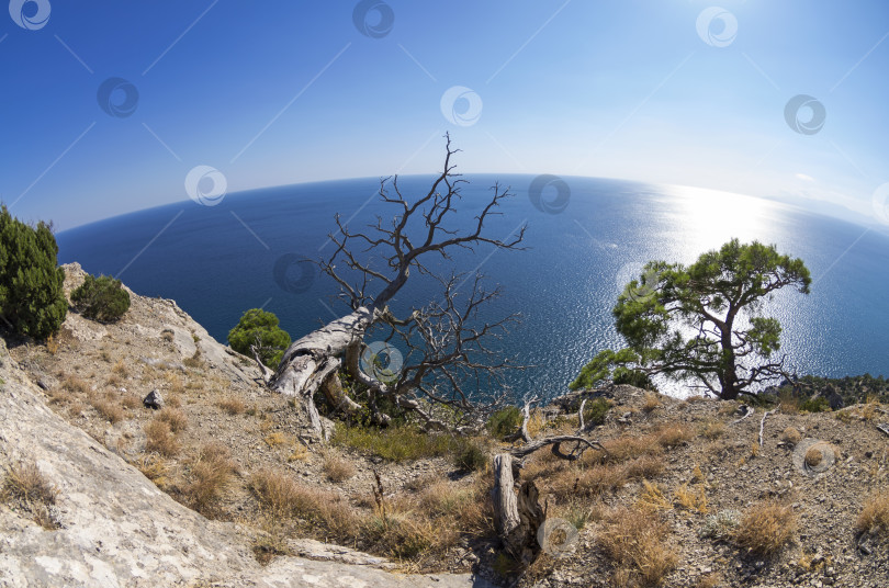 Скачать Засохшая реликтовая сосна на фоне моря.  Крым, сентябрь. фотосток Ozero