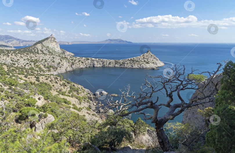 Скачать Морской пейзаж с засохшей сосной. Крым, сентябрь. фотосток Ozero