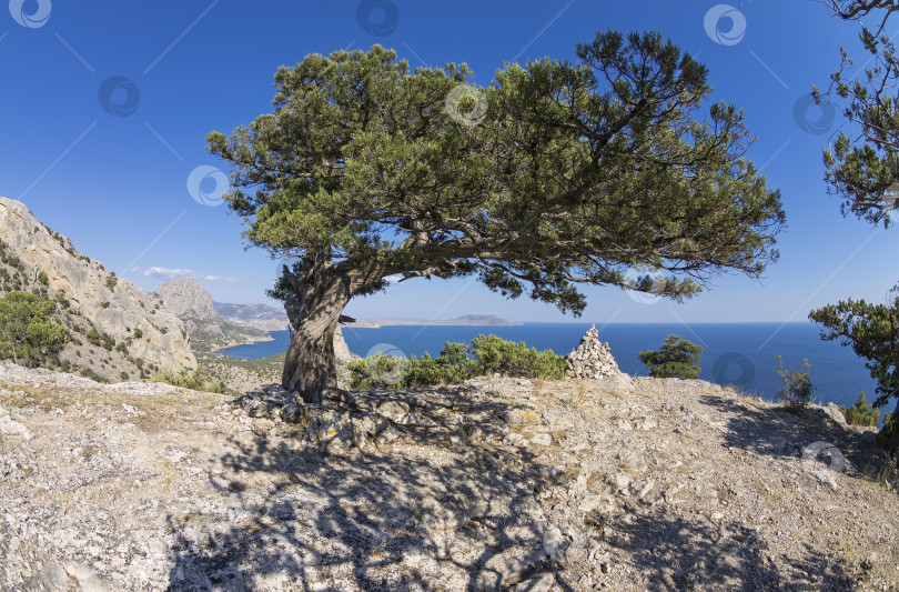 Скачать Реликтовое можжевеловое дерево на вершине горы. Крым. фотосток Ozero