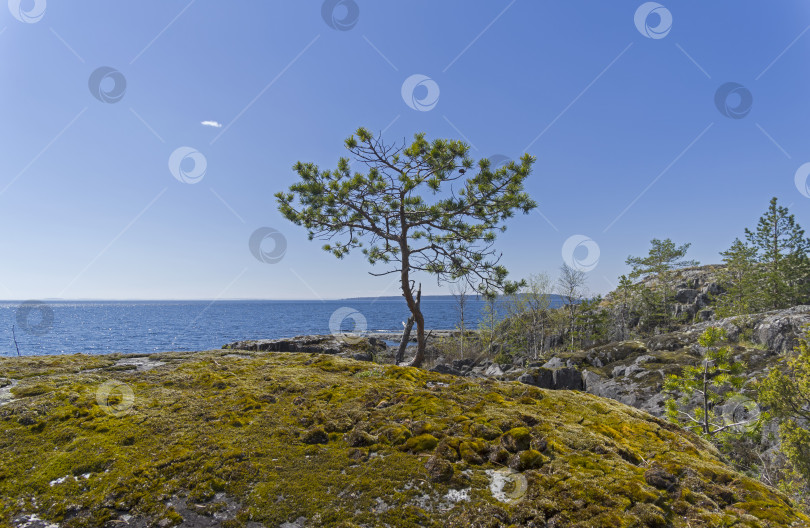 Скачать Небольшая сосна на берегу Ладожского озера. фотосток Ozero