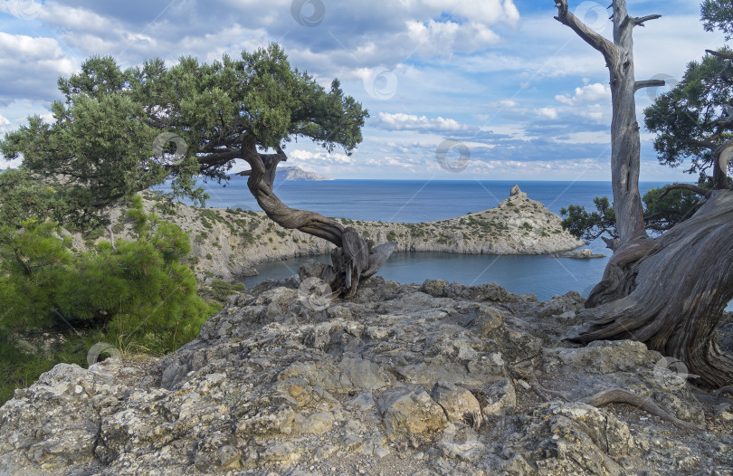 Скачать Реликтовое можжевеловое дерево на утесе над морем. Крым. фотосток Ozero