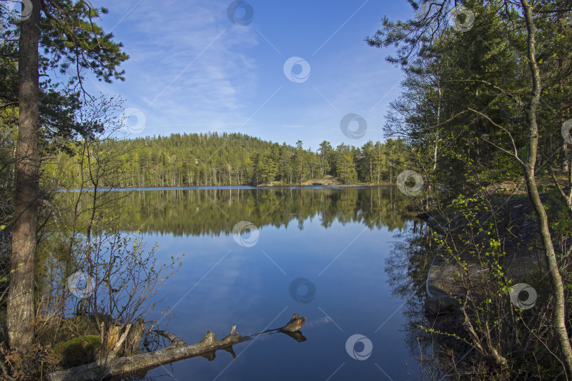 Скачать Небольшое лесное озеро в Карелии, Россия. фотосток Ozero