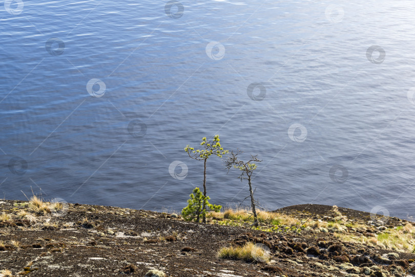 Скачать Маленькие сосны на фоне воды на гранитных скалах. фотосток Ozero