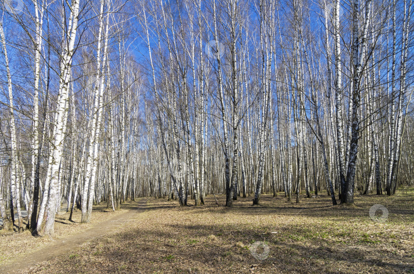 Скачать Тропинка в березовой роще. Солнечный апрельский день. фотосток Ozero