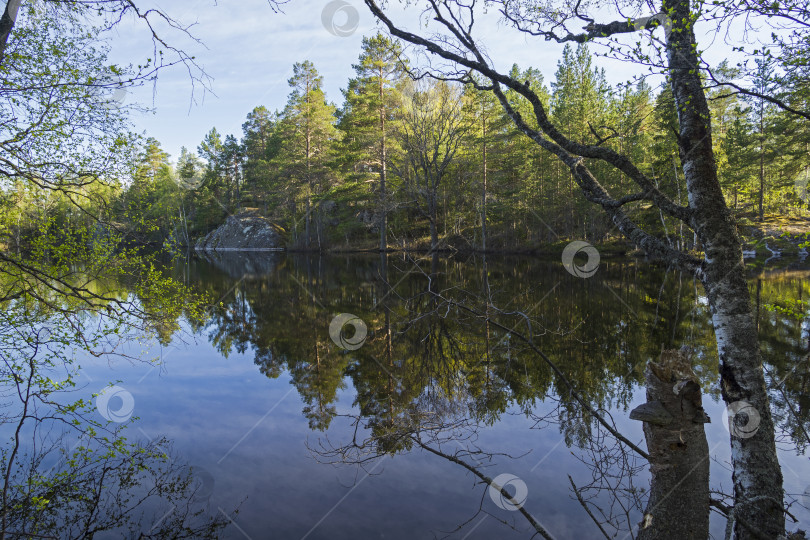 Скачать Небольшое лесное озеро в Карелии, Россия. фотосток Ozero