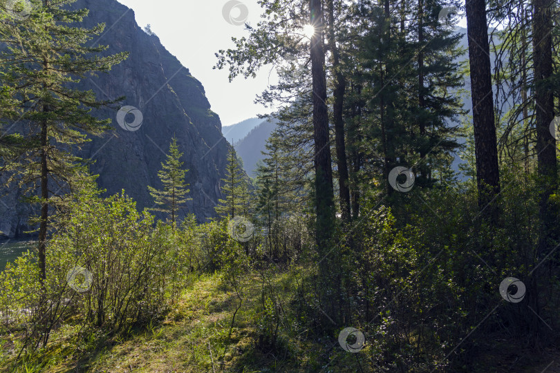 Скачать Солнечное летнее утро в лесу на берегу горной реки. фотосток Ozero