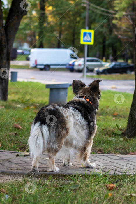 Скачать Серая собака в осеннем парке крупным планом фотосток Ozero