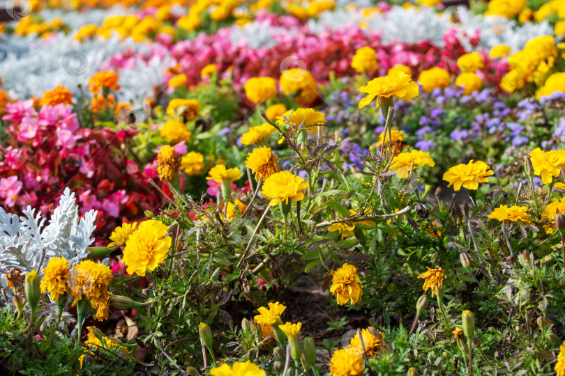 Скачать Разные разноцветные цветы на клумбе фотосток Ozero