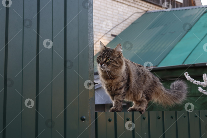 Скачать Зеленоглазый полосатый кот на металлическом заборе. фотосток Ozero