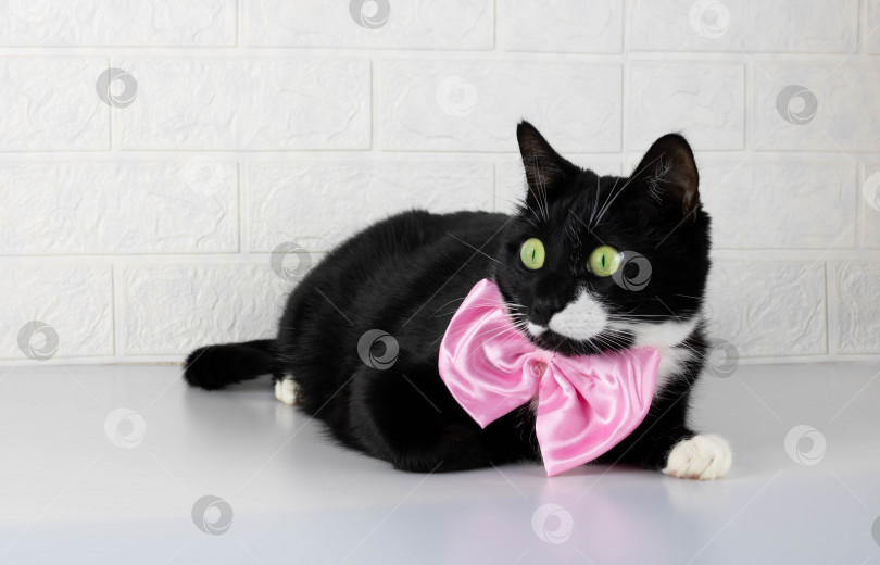 Скачать Забавный черный кот с розовым бантиком внимательно смотрит в камеру фотосток Ozero