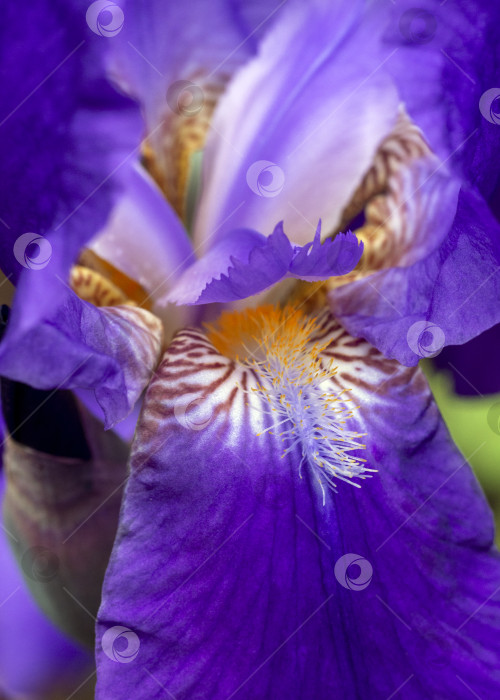 Скачать Iris sanguinea. Тычинки растут на фиолетовых лепестках с бело-коричневым рисунком. Цветок крупным планом. Цветочный фон с ирисом. фотосток Ozero