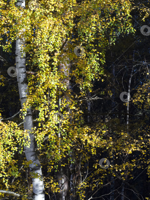 Скачать Стволы и желтая листва берез на вертикальном изображении. Осенний природный фон с березовой рощей. фотосток Ozero