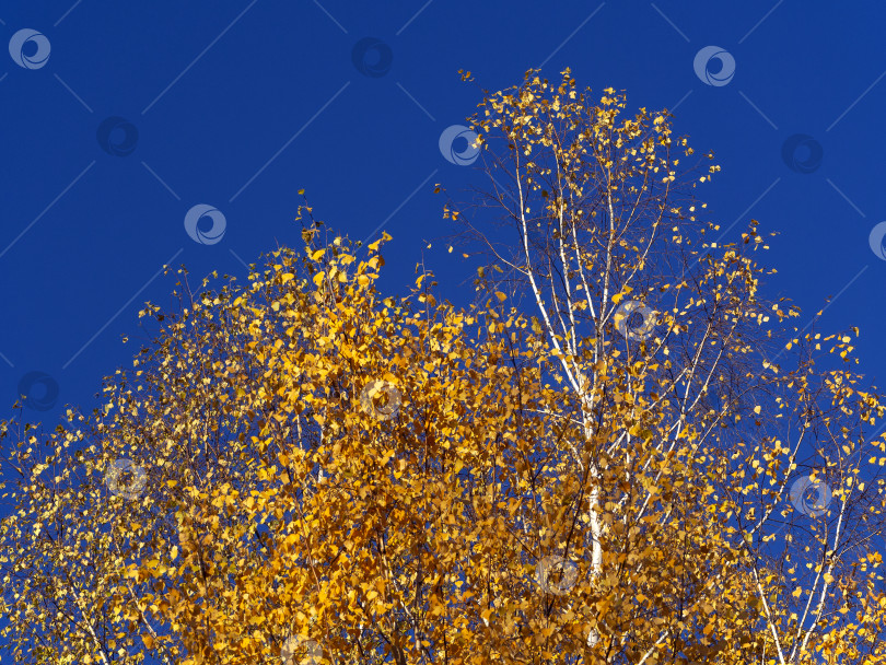 Скачать Верхушки берез в желтых листьях красиво смотрятся на фоне голубого неба. Осенний природный фон с березами. фотосток Ozero