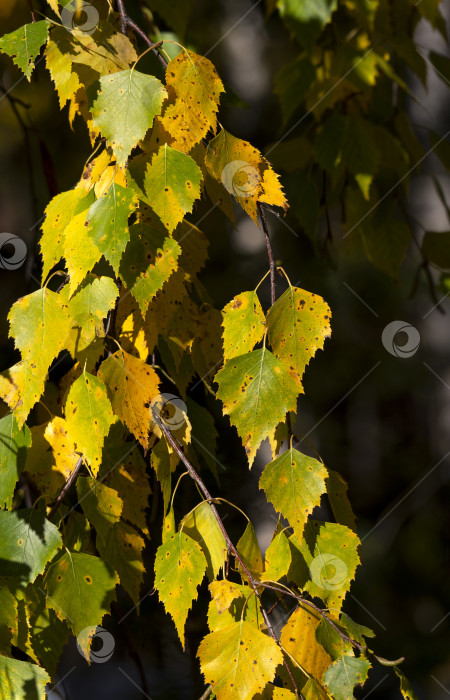 Скачать Желтые и зеленые листья растут на свисающей ветке березы. Крупный план. Вертикальный естественный осенний фон с березовыми листьями. фотосток Ozero