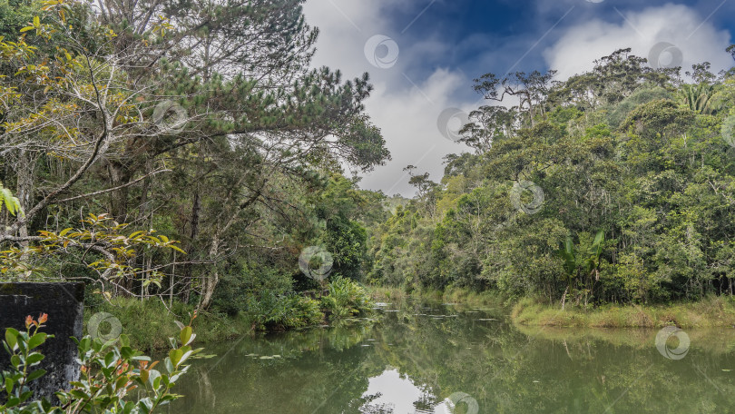 Скачать Река спокойно течет в тропическом лесу. фотосток Ozero