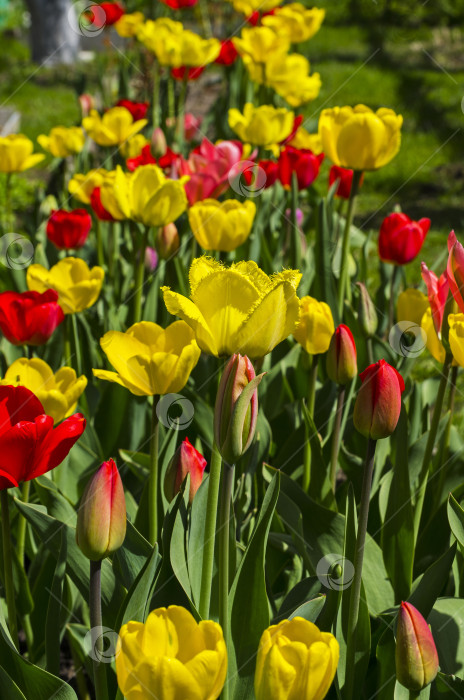 Скачать Красные и желтые тюльпаны на клумбе в саду. фотосток Ozero