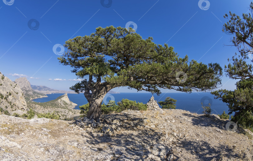 Скачать Реликтовое можжевеловое дерево на вершине горы. Крым. фотосток Ozero