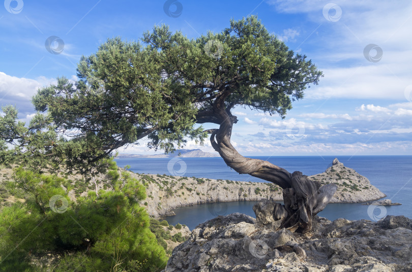 Скачать Реликтовое можжевеловое дерево на утесе над морем. Крым. фотосток Ozero